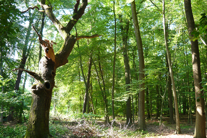 Wald.