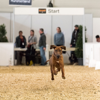 Hund auf der Doglive-Messe