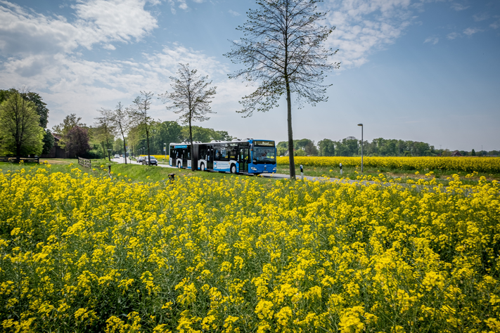 Gelbes Rapsblütenfeld und im Hintergrund fährt ein Bus über die Straße.