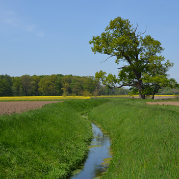 Der Offerbach fließt durch das neue Wasserschutzgebiet.