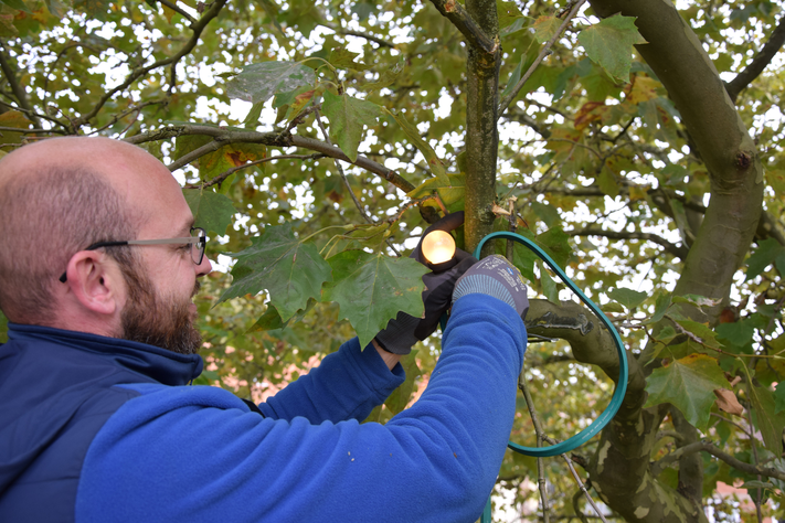 Die Beleuchtungstechniker der Stadtwerke befestigen bis zum 22. November insgesamt 11.000 Lämpchen in Münsters Bäumen. Mann hängt Lichterkette in einen Baum.